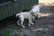 Marley 20.03.2014 082.JPG