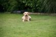 Seven Dax  und Marley 019.JPG